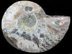 Agatized Ammonite Fossil (Half) #39647-1